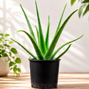 Aloe