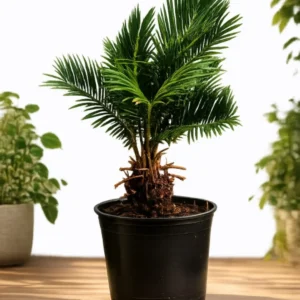 Cycas Revoluta – Palmierul Sago