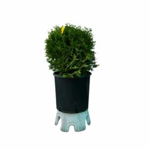 Plante Ornamentala 4