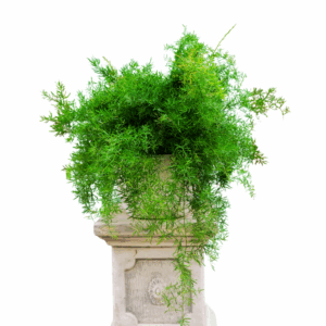 Asparagus