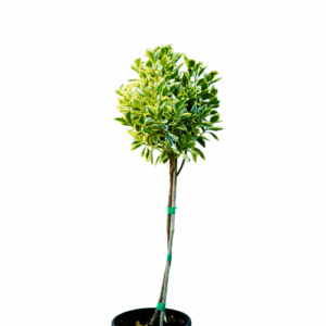 Euonymus Aureomarginatus Tijă