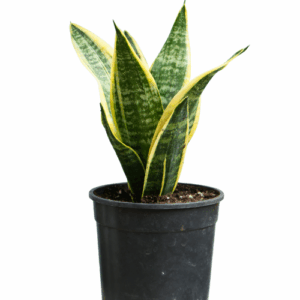 Sansevieria