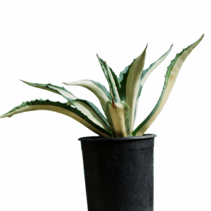 Agave