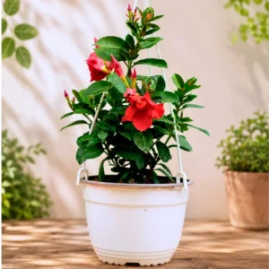 Dipladenia (Mandevilla)