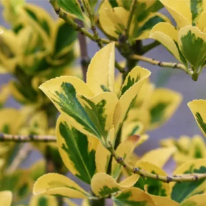 Euonymus Emerald Gold