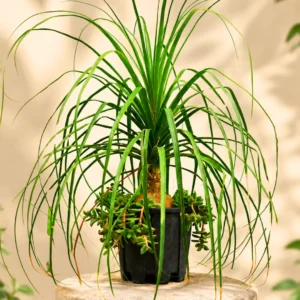 Piciorul Elefantului – Beaucarnea Recurvata