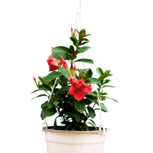 Dipladenia