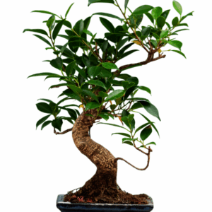 Ficus Bonsai