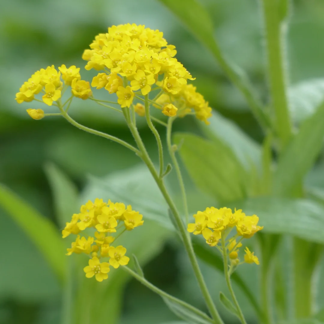 Alyssum saxatile - Nor de aur