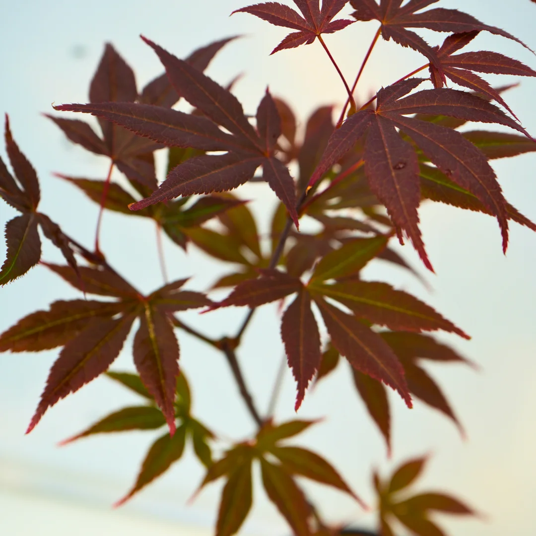 Acer Palmatum Artar - Japonez