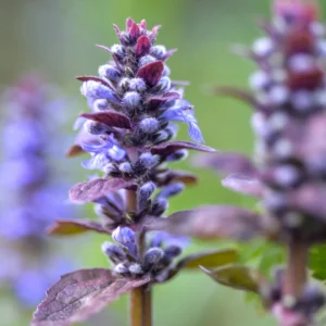 Ajuga Reptans Chocolate
