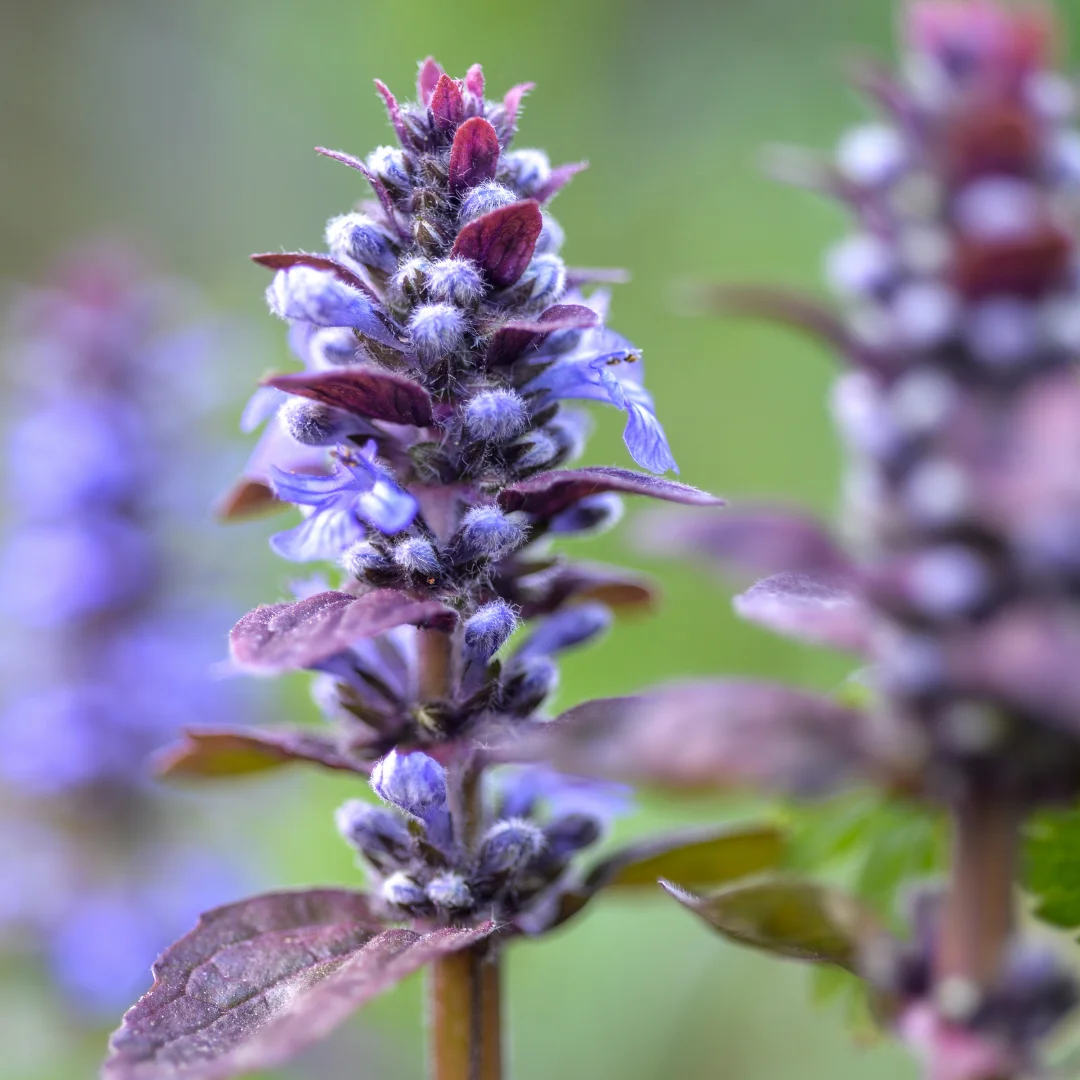 Ajuga Reptans Chocolate