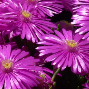 Delosperma Cooperi – Ice Plant