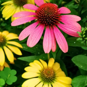 ECHINACEA PURPUREA