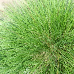 Festaca Glauca