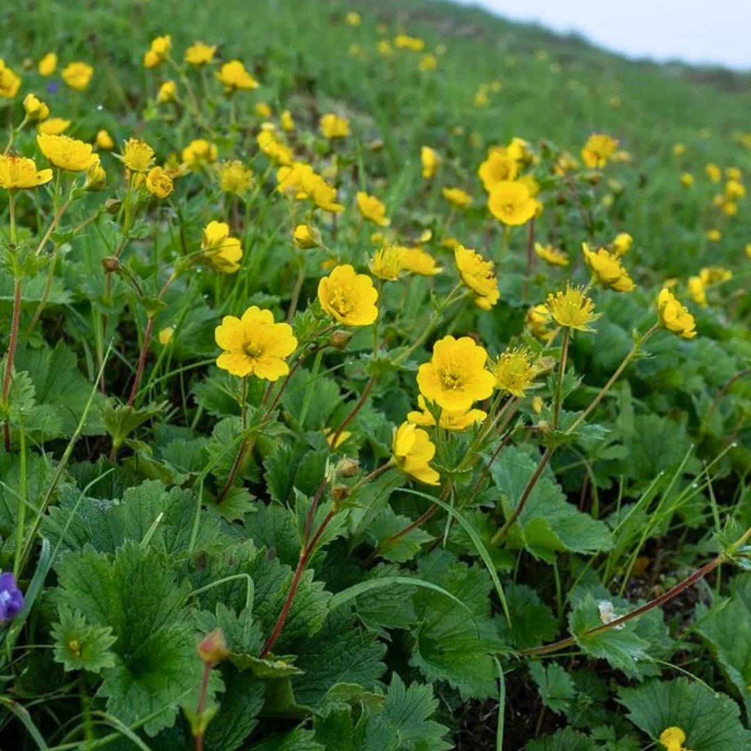 Geum chiloense – Gold Ball
