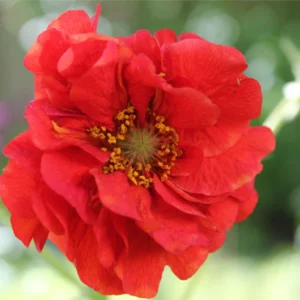 Geum chiloense – Bradshaw Red