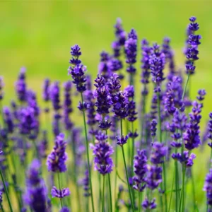 Lavandula – Hidcote Blue Strain 15,00 lei