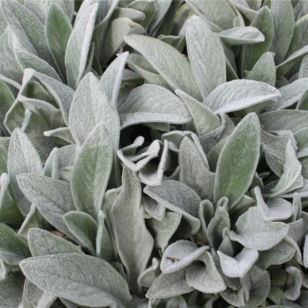 Stachys byzantina – Urechi de iepure