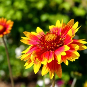 Gaillardia Aristata – Solero
