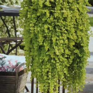 Lysimachia Nummularia Goldilocks