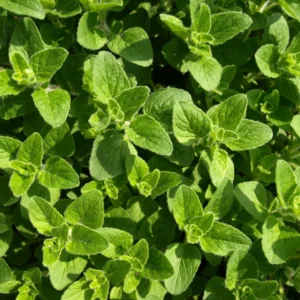 Oreganum Vulgare Hot and Spicy - Oregano iute și aromat