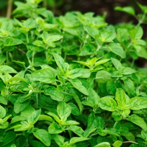 Origanum Vulgare Italian - Oregano Italian