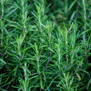 Rozmarinus Officinalis Prostratus - Rozmarin Târâtor
